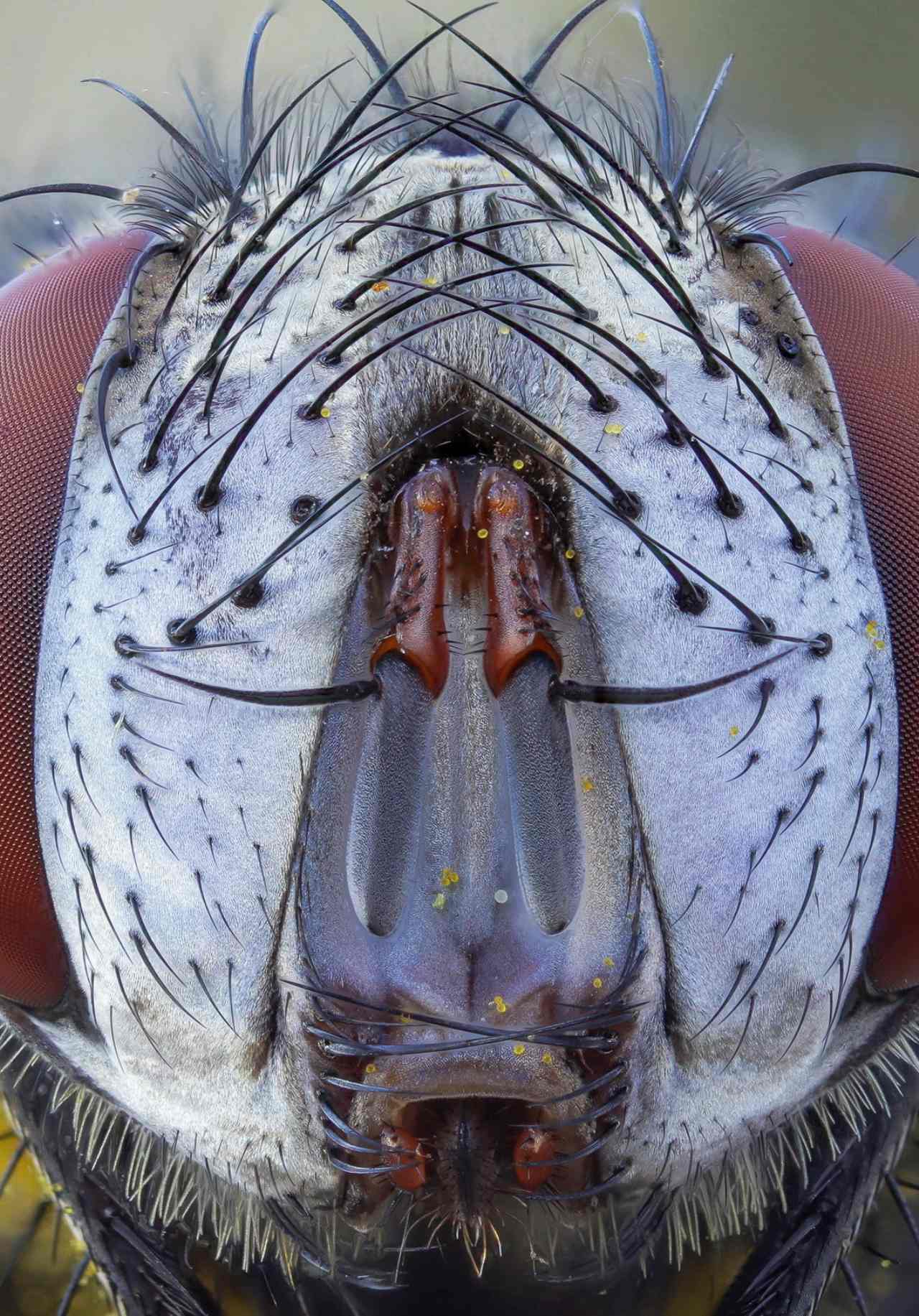 Muscidae sp.? No, Sarcophagidae sp.